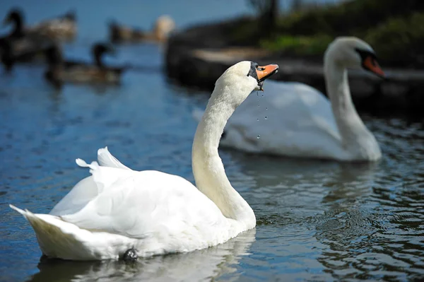 Hermosos cisnes jóvenes en el lago —  Fotos de Stock