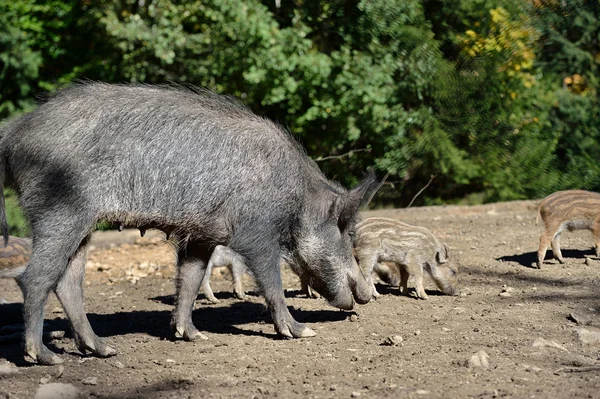 Cinghiale nella foresta — Foto Stock