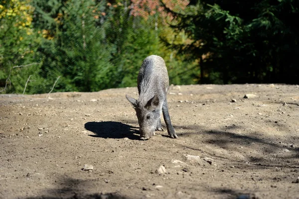 Sanglier dans la forêt — Photo