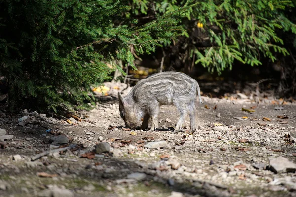 Wildschweine im Wald — Stockfoto