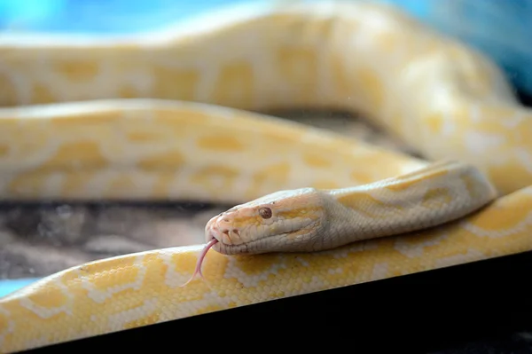 タイガーのアルビノの python のヘビ — ストック写真