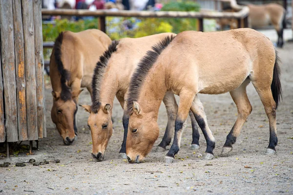 Funny Horse — Stock Photo, Image