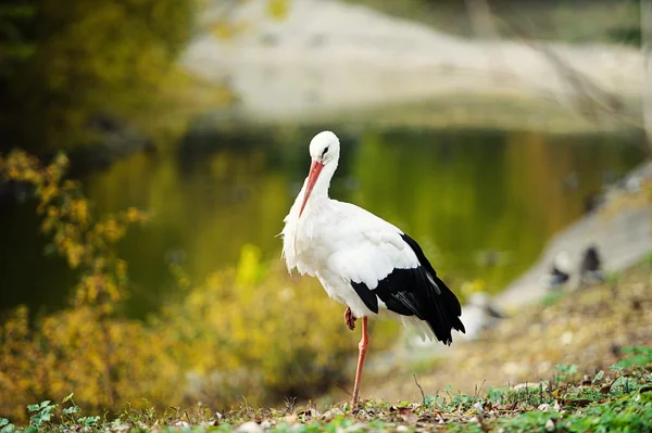 Cigogne blanche — Photo