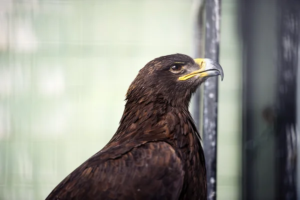 Porträtt unga eagle — Stockfoto