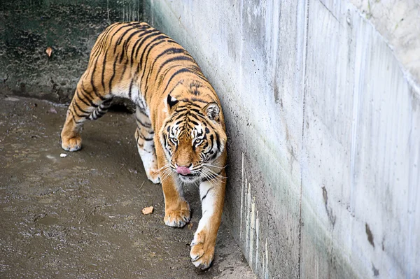 Amur Kaplanları — Stok fotoğraf