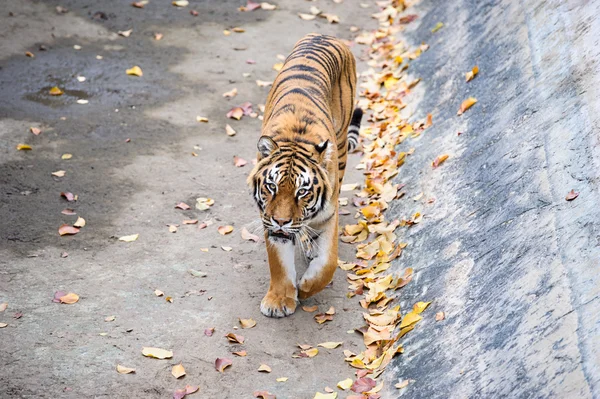 Amur-Tiger — Stockfoto
