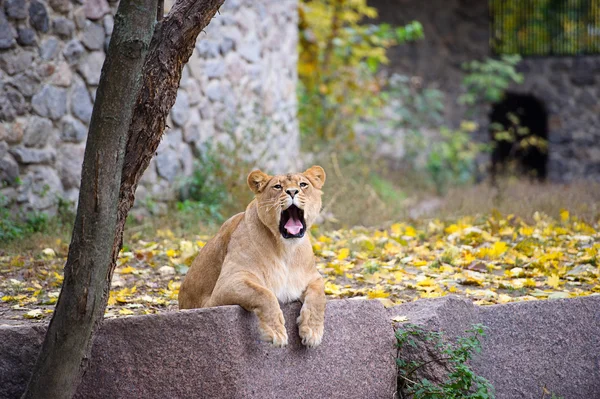 León grande — Foto de Stock