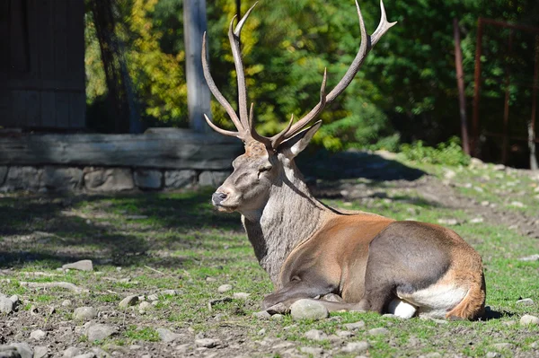 Cerfs dans le paddock — Photo