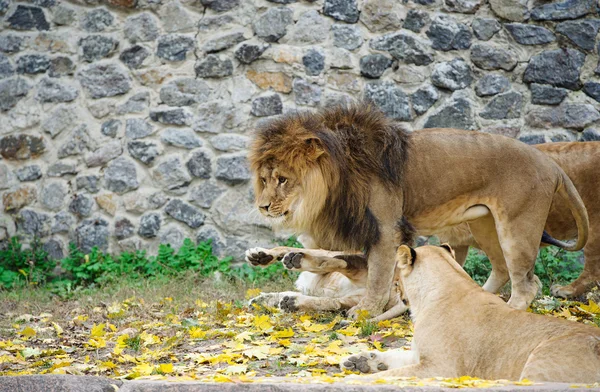 Big Lion — Stock Photo, Image