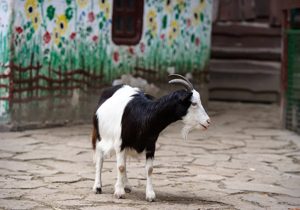 Goat — Stock Photo, Image