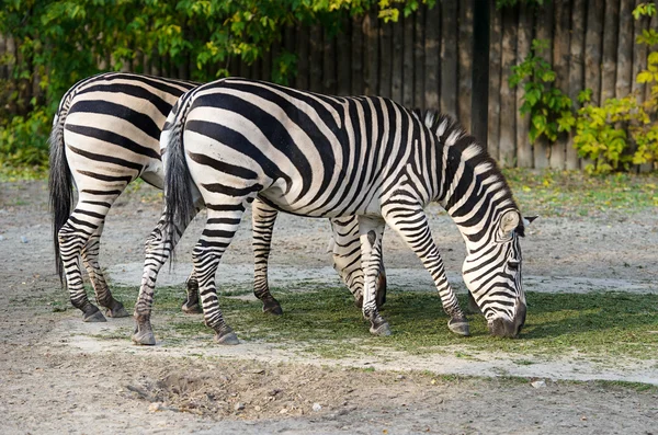 Zebra w zoo — Zdjęcie stockowe