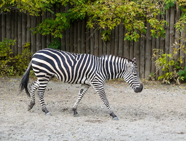 Zebra no Zoológico — Fotografia de Stock