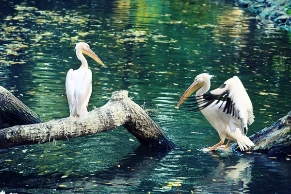 Білий пелікан, що відбивається у воді — стокове фото