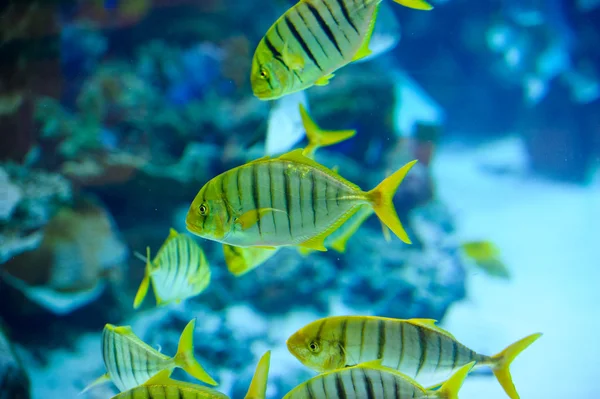 Sea fishes — Stock Photo, Image