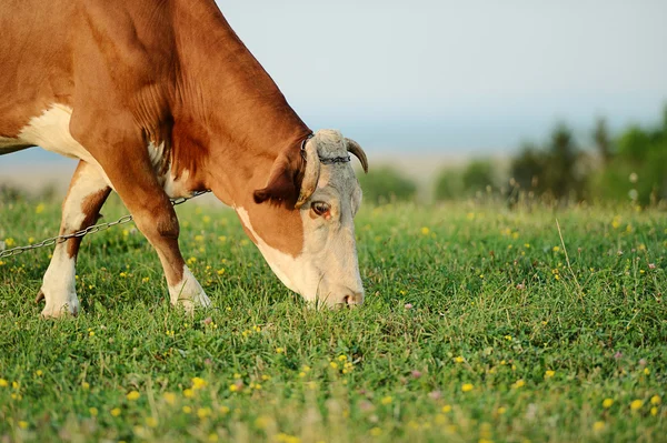 Cow is grazing in the mountains — Stock Photo, Image