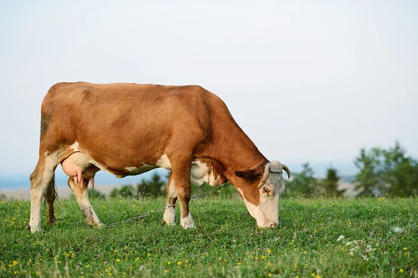 Cow is grazing in the mountains — Stock Photo, Image