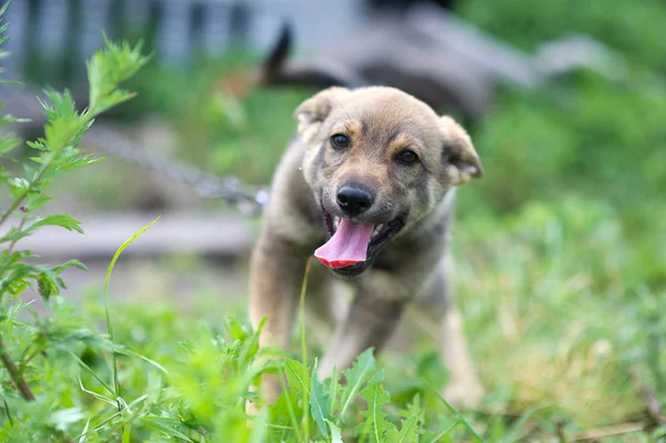 Jonge gelukkig pup — Stockfoto