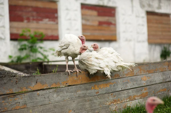 Jonge Turkije op een boerderij — Stockfoto