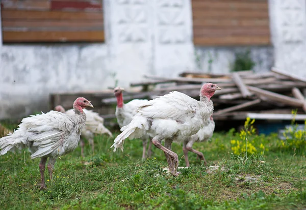 農場で若いトルコ — ストック写真