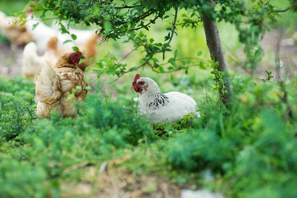 Курица в траве на ферме — стоковое фото