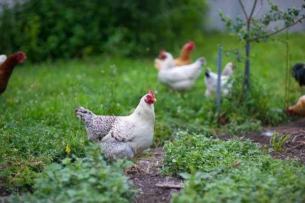 Pollo in erba in una fattoria — Foto Stock