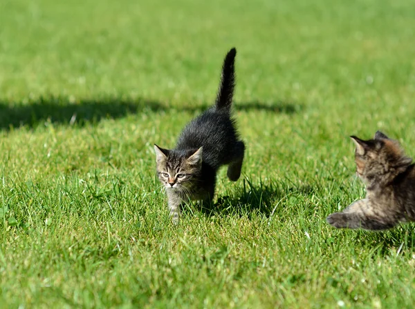 Gattino sull'erba verde — Foto Stock