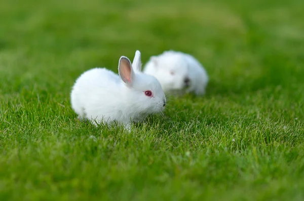 Funny dítě bílých králíků v trávě — Stock fotografie