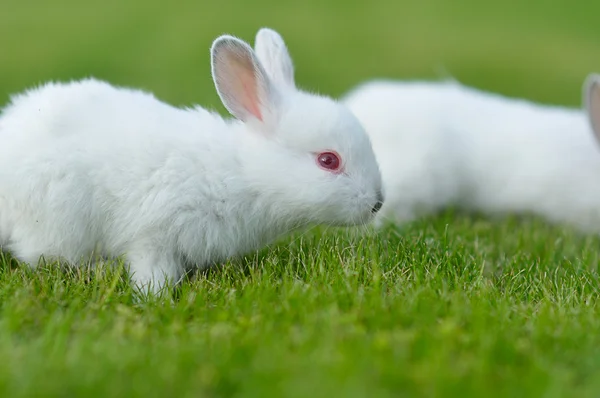 Divertido bebé conejos blancos en la hierba —  Fotos de Stock