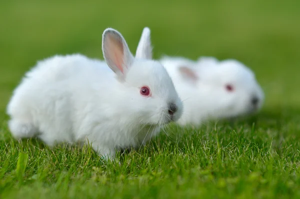 Funny baby witte konijnen in gras — Stockfoto