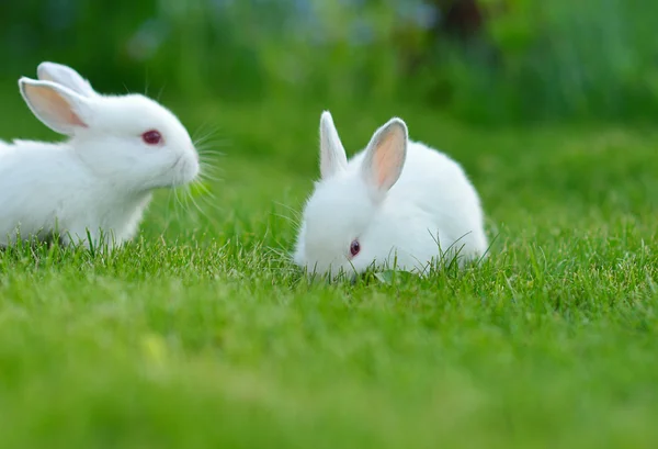 Funny baby vita kaniner i gräs — Stockfoto