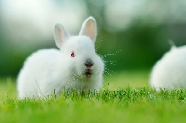 Funny baby wit konijn in gras — Stockfoto