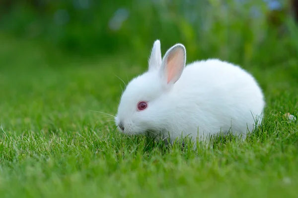 Divertido bebé conejo blanco en la hierba — Foto de Stock