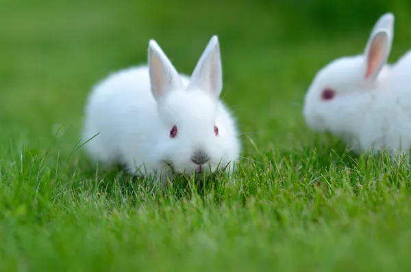 Funny dítě bílých králíků v trávě — Stock fotografie