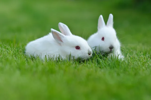 Divertido bebé conejos blancos en la hierba — Foto de Stock