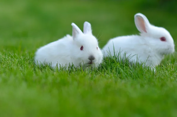 Divertido bebé conejos blancos en la hierba — Foto de Stock