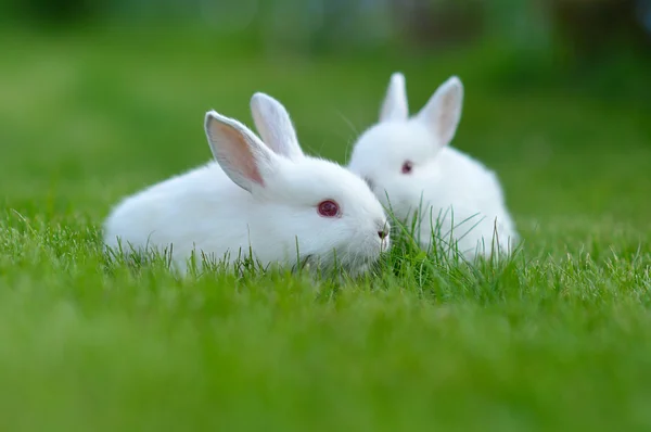 Divertido bebé conejos blancos en la hierba — Foto de Stock