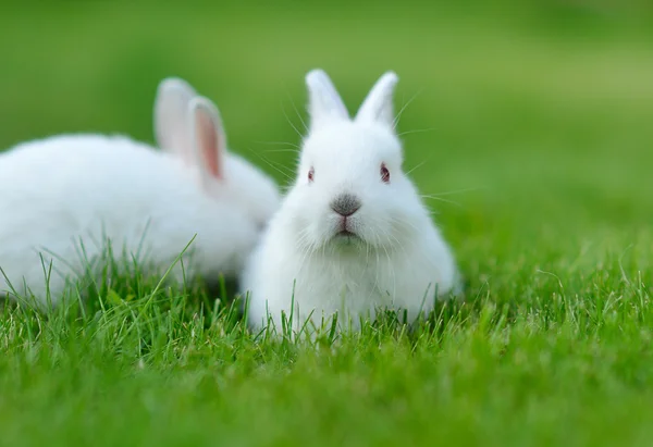 Engraçado bebê coelhos brancos na grama — Fotografia de Stock