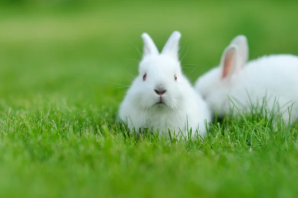 Divertido bebé conejos blancos en la hierba — Foto de Stock