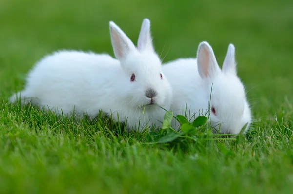 komik bebek beyaz tavşan çim