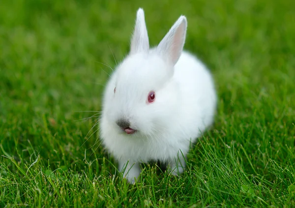 Divertido bebé conejo blanco en la hierba — Foto de Stock