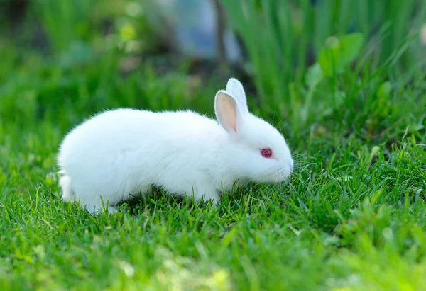 Funny baby white rabbit in grass — Stock Photo, Image