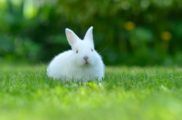 Funny dítě Bílý králík v trávě — Stock fotografie