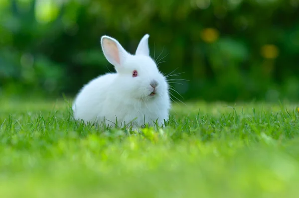 Забавна дитина білий кролик у траві — стокове фото