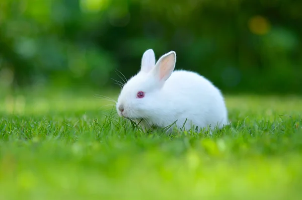 Lustiges weißes Kaninchen im Gras — Stockfoto