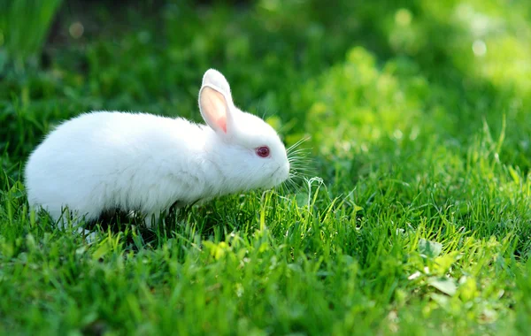 Divertido bebé conejo blanco en la hierba — Foto de Stock