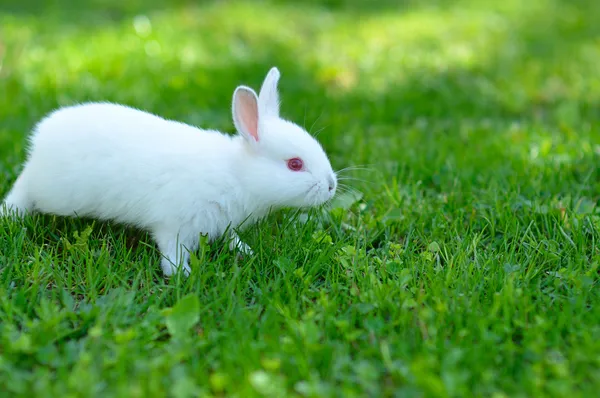 Divertido bebé conejo blanco en la hierba —  Fotos de Stock