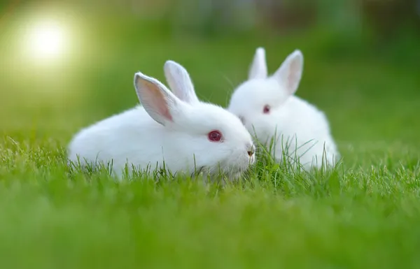Divertente bambino conigli bianchi in erba — Foto Stock