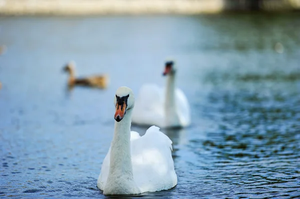 Mooie jonge zwanen in lake — Stockfoto