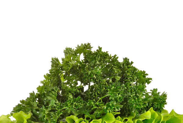 Petersilie und Salatblatt isoliert auf weißem Hintergrund — Stockfoto