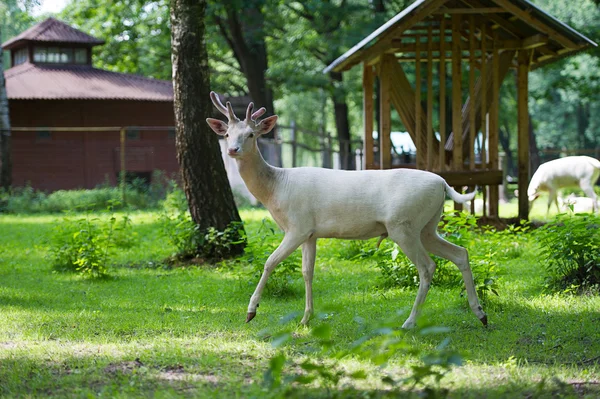 Szarvas a paddock — Stockfoto